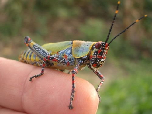 Grasshopper