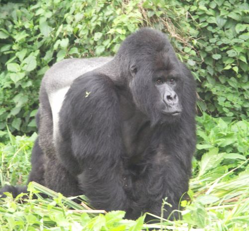 Silverback Gorilla