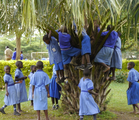 Children climbing a tree